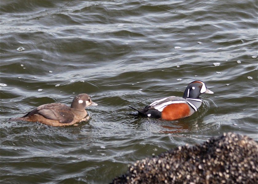 Pair of Harlequin Ducks