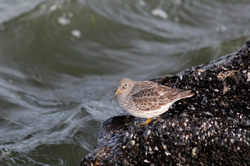 A Purple Sandpiper