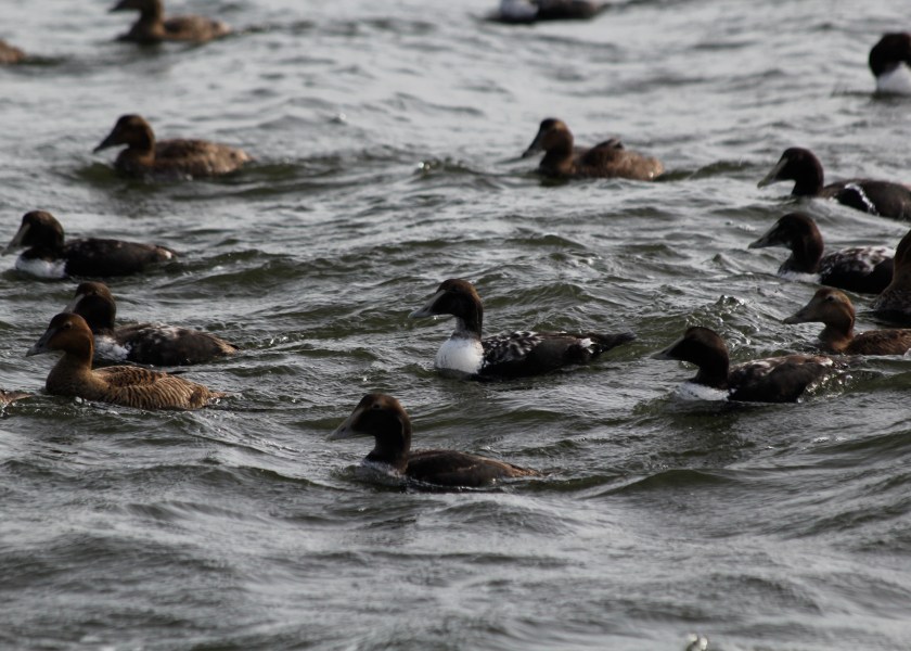 More Common Eiders