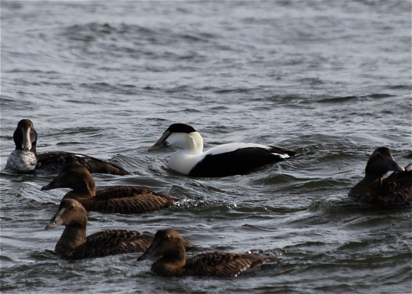 Adult male Common Eider among females and juveniles