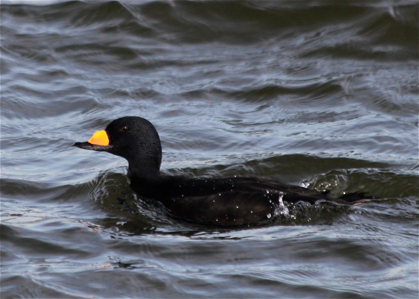 Male Black Scoter