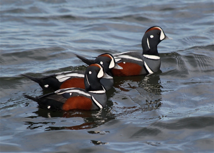 A trio of male Harlequin Ducks