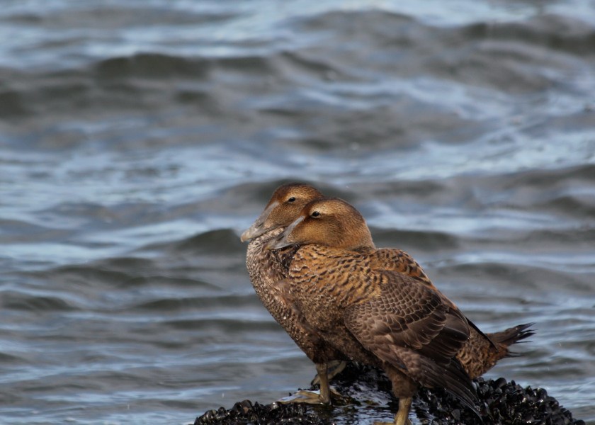 If I had the world's softest down, I'd snuggle all the time too. 