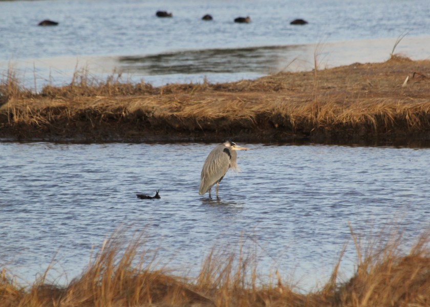 Black-crowned Night Heron