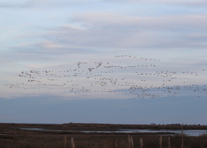 First wave of Snow Geese soaring over Brigantine