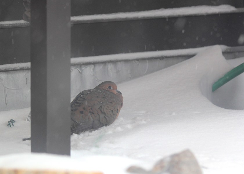 Hunkered down Morning Dove
