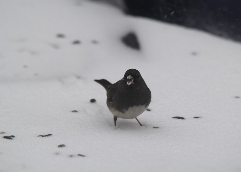 Dark-eyed Junco in the snow