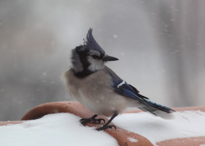 Blue Jay crest blowing in the wind