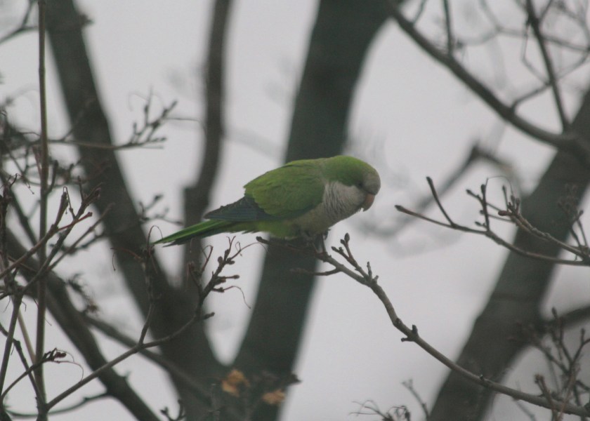 Monk parakeet perched outside our apartment