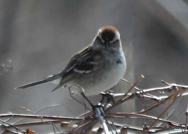 American Tree Sparrow not happy about being photographed