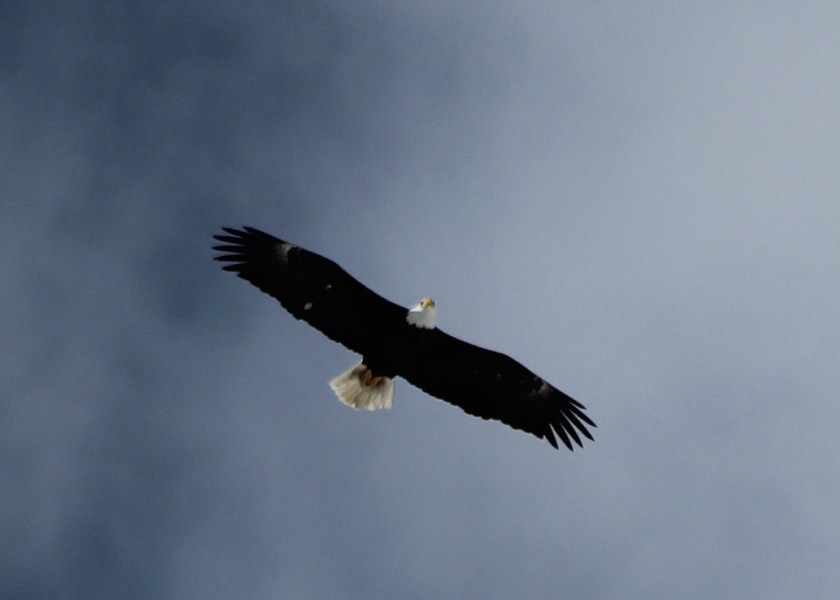 Bald Eagle