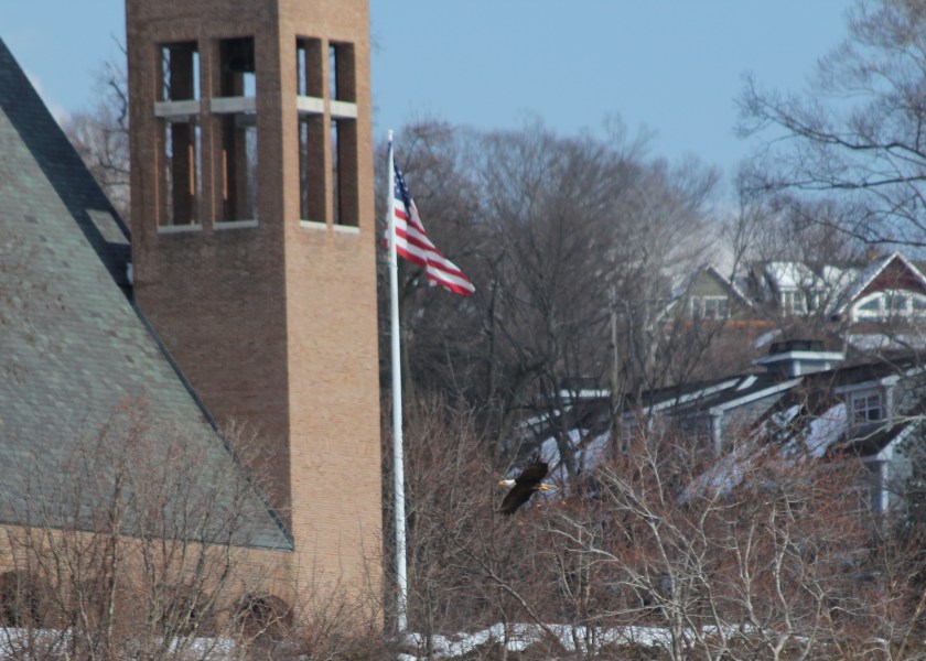 A Bald Eagle with an American flag and a church in the suburbs - the most American photo we've ever taken,