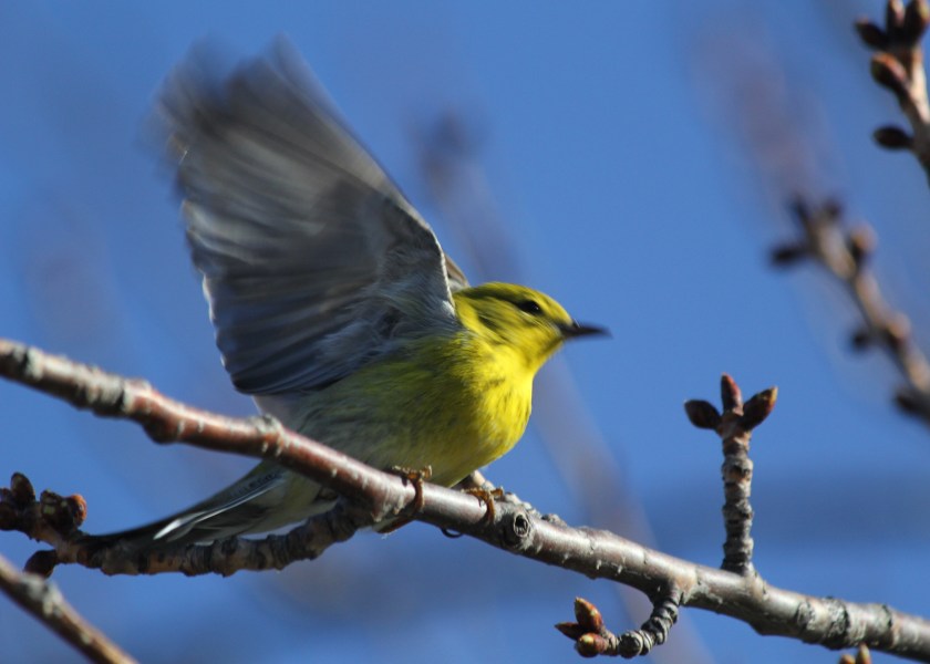 Pine Warbler