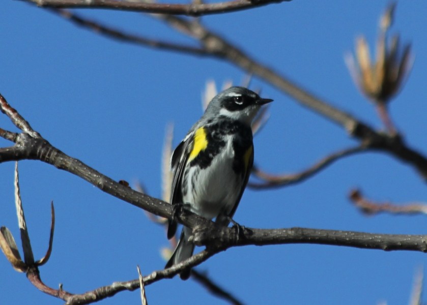 Yellow-rumped Warbler