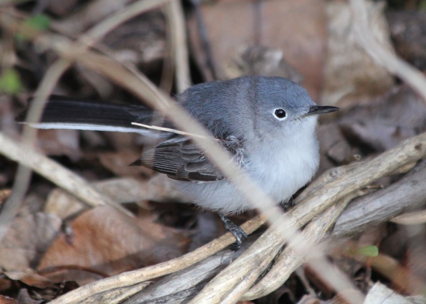 Bonus Bird: This Blue-gray Gnatcatcher