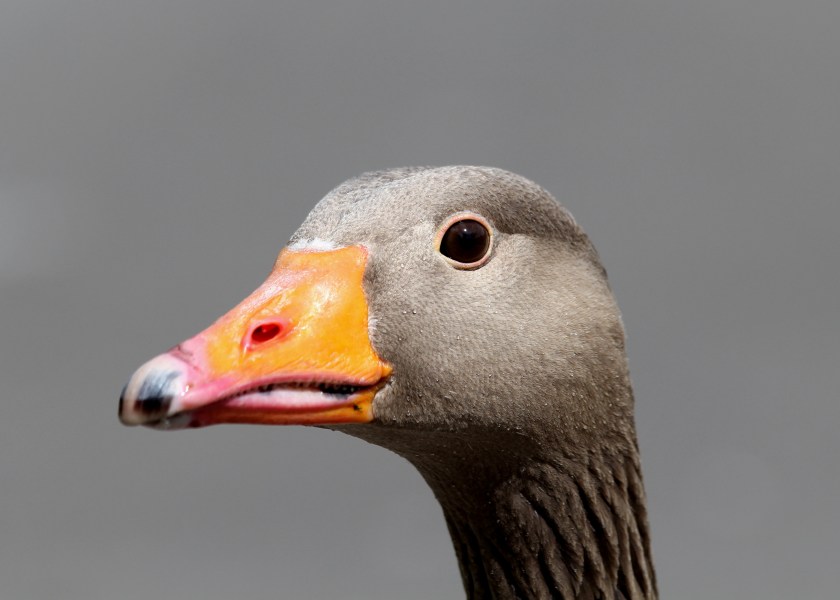 Greylag Goose