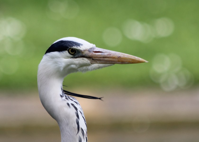Grey Heron