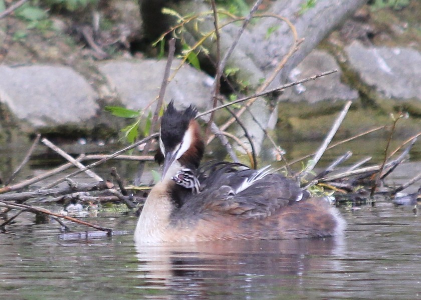 Great Crested Grebe with young.
