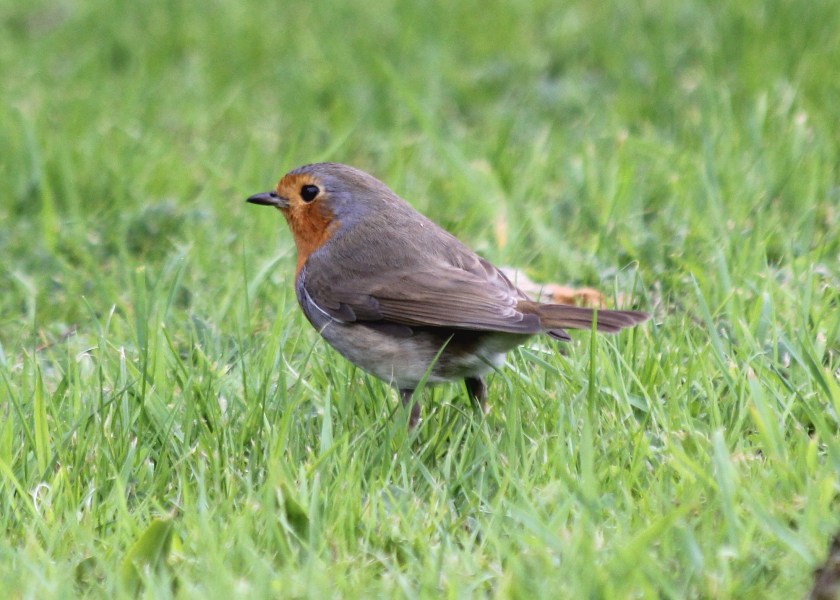 Everything is smaller in Europe, including the robins.