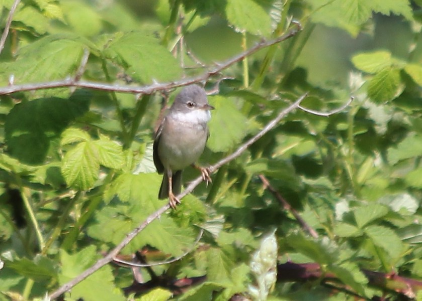 Common Whitethroat