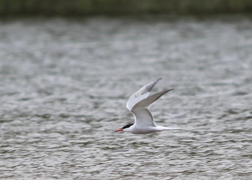 Common Tern
