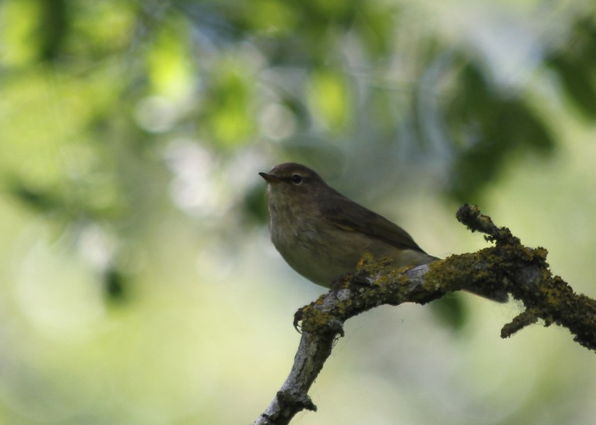 Common Nightingale 