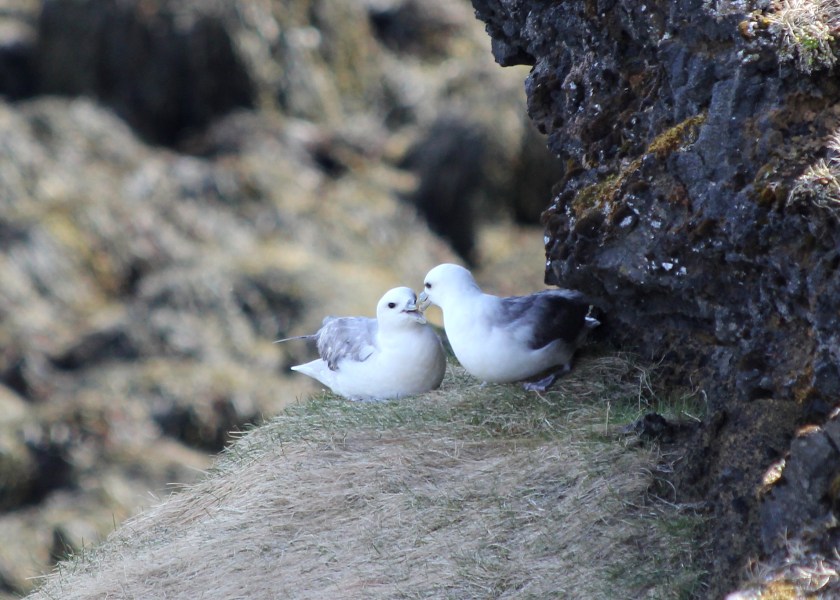 A breeding pair of Northern Fulmar