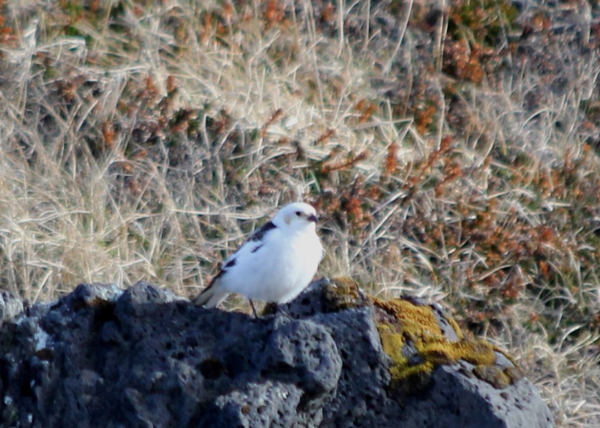 Snow Bunting