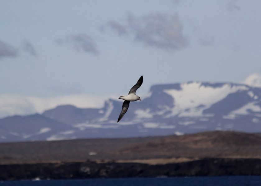 Northern Fulmar at Öndverðarnes 