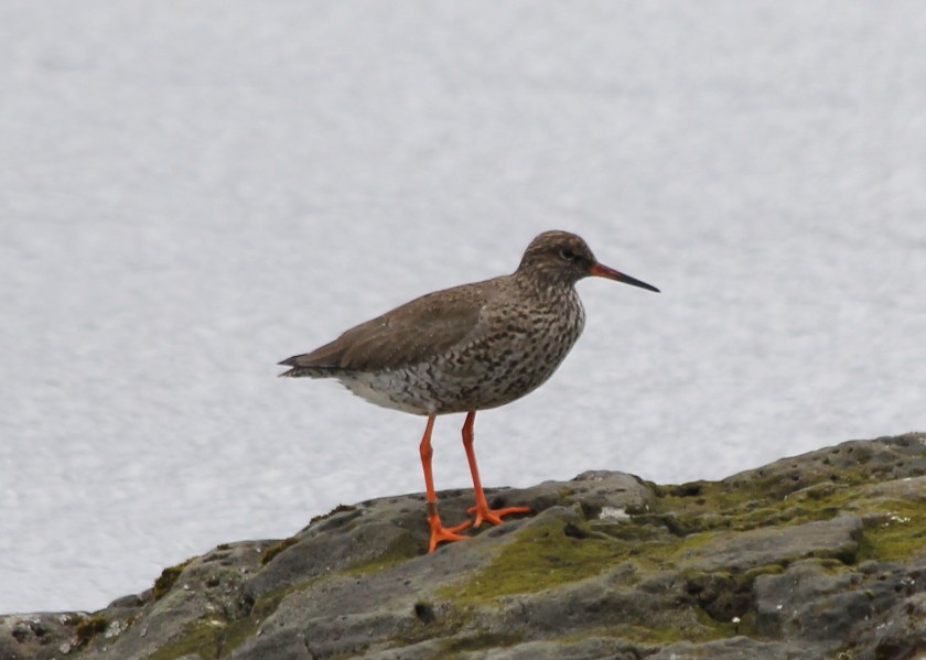 Common Redshank
