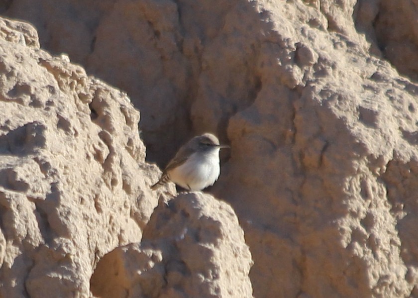 Rock Wren