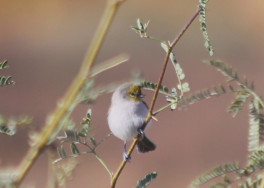 Verdin