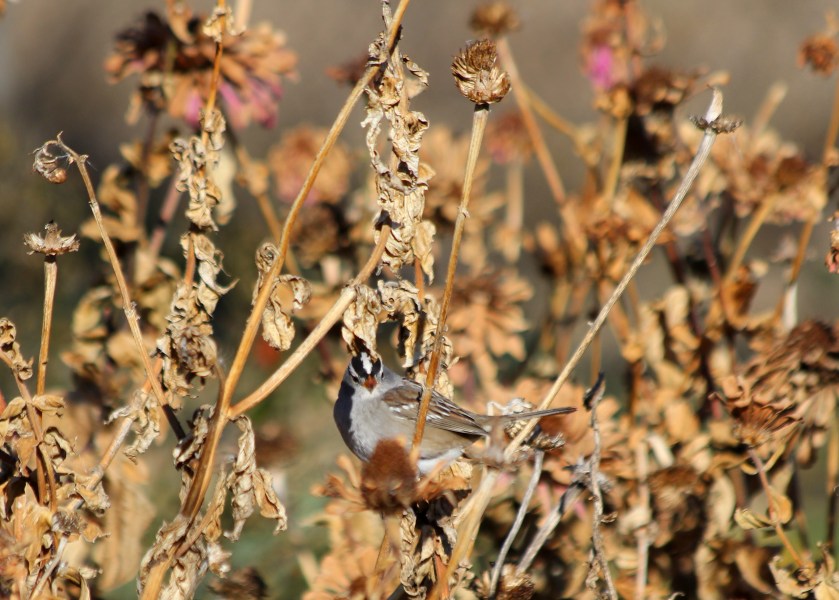 White-crowned Sparrow