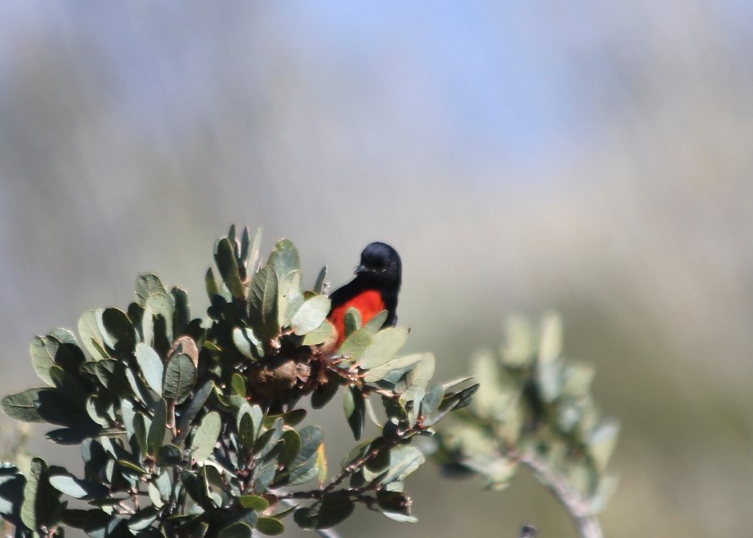 Painted Redstart
