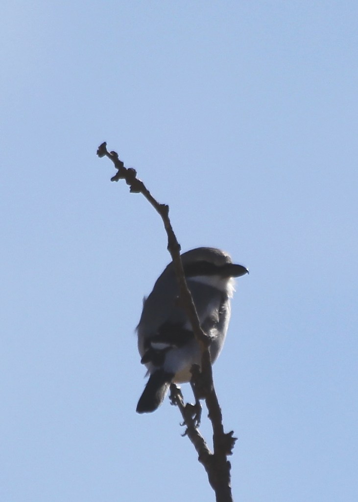 Lagerhead Shrike