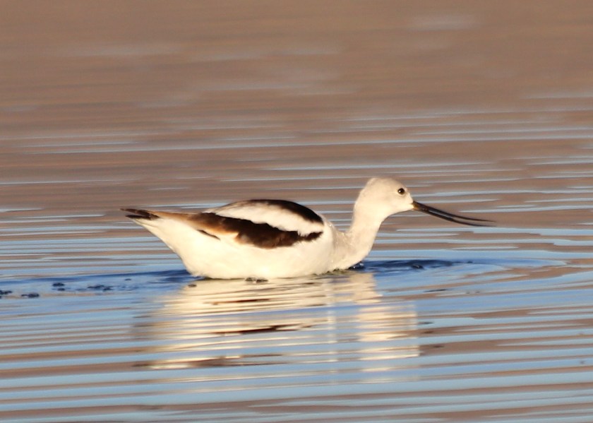 American Avocet