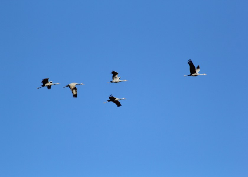 Sandhill Cranes 