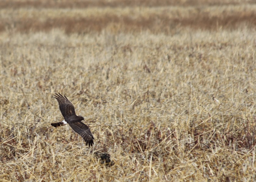 Northern Harrier